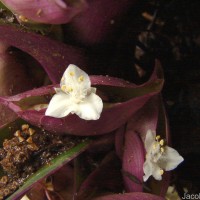 Tradescantia pallida (Rose) D.R.Hunt
